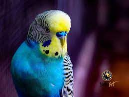 Limon
