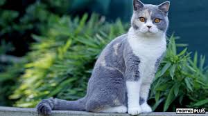 Zeytin