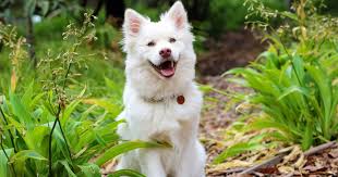 Köpekler